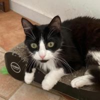 Jules un beau et jeune chat #2