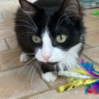 Jules un beau et jeune chat #4