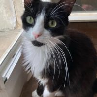 Jules un beau et jeune chat