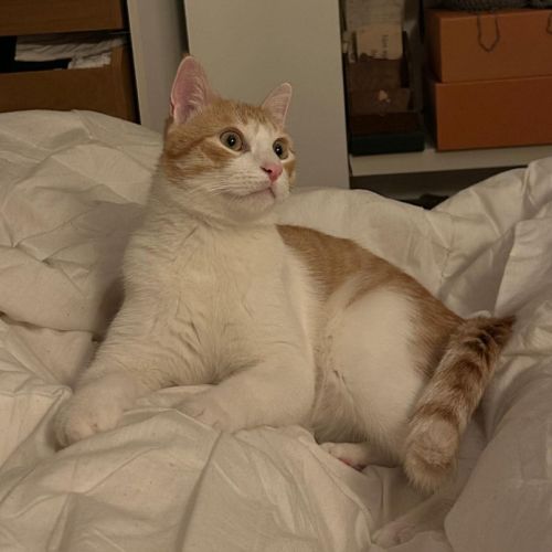 Miki un jeune chat dynamique