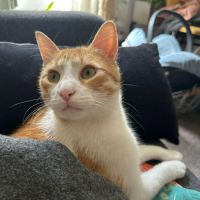 Miki un jeune chat dynamique #3