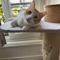 Miki un jeune chat dynamique #4