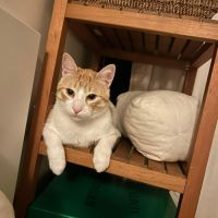 Miki un jeune chat dynamique #5
