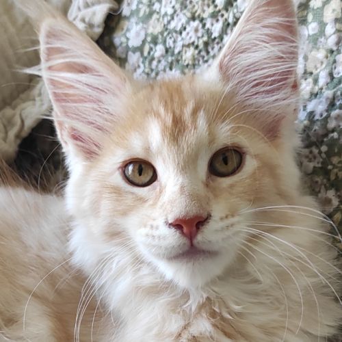 Chaton maine coon loof - rhône #0