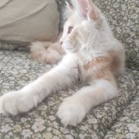 Chaton maine coon loof - rhône #2
