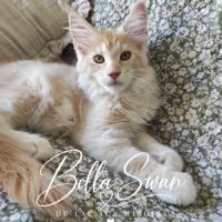 Chaton maine coon loof - rhône #3