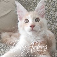 Chaton maine coon loof - rhône #4