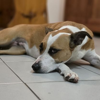 Chienne croisée border collie, 5 ans #1