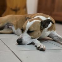 Chienne croisée border collie, 5 ans #2