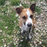 Chienne croisée border collie, 5 ans