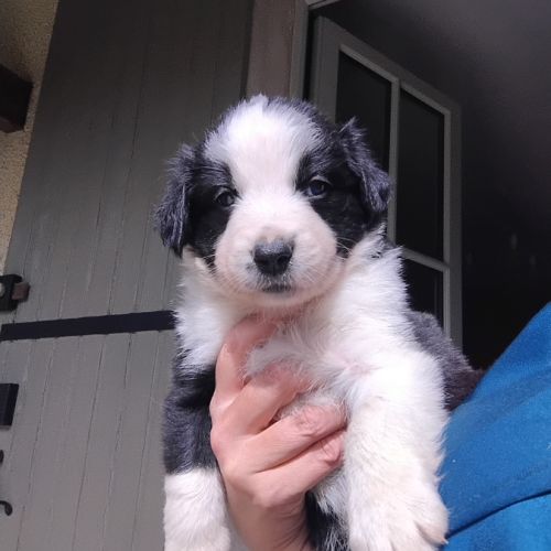 Chiots type border collie cherchent leur famille #0