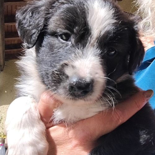 Chiots type border collie cherchent leur famille #3