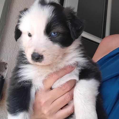 Chiots type border collie cherchent leur famille #4