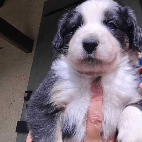 Chiots type border collie cherchent leur famille #7