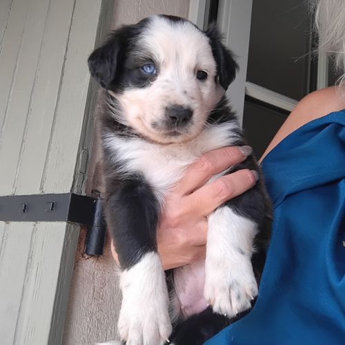 Chiots type border collie cherchent leur famille #8
