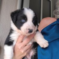 Chiots type border collie cherchent leur famille #2