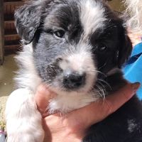 Chiots type border collie cherchent leur famille #3