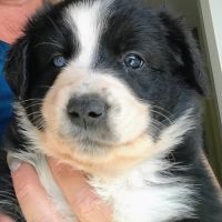 Chiots type border collie cherchent leur famille #5