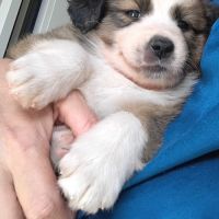 Chiots type border collie cherchent leur famille #6