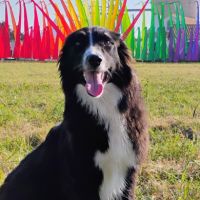Chiots type border collie cherchent leur famille #9