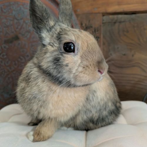 Roméo - lapin mâle #0