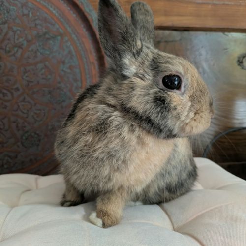 Roméo - lapin mâle #3