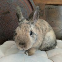 Roméo - lapin mâle #2