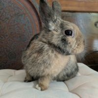 Roméo - lapin mâle #3