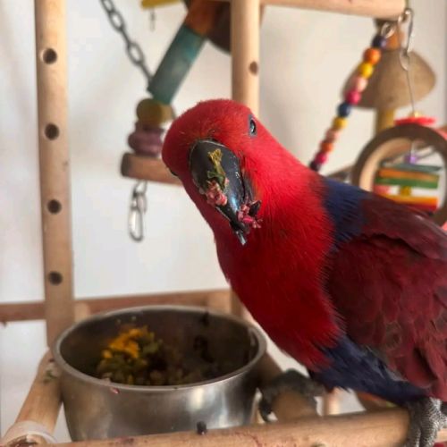 Magnifique femelle eclectus #1