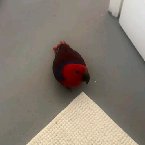 Magnifique femelle eclectus