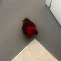 Magnifique femelle eclectus