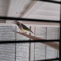 Échange mâle contre une femelle diamant de gould #2