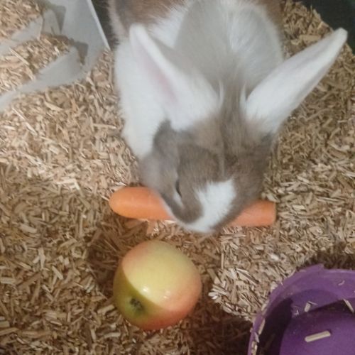 Lapin nain femelle
