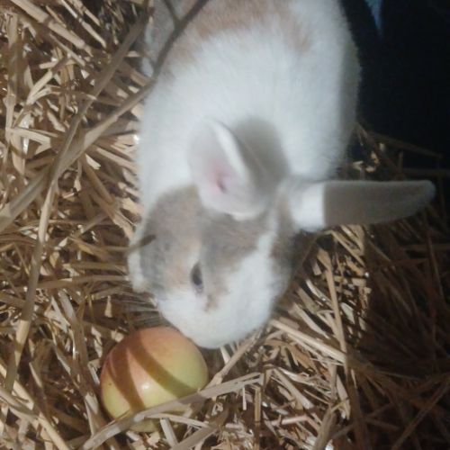 Lapin nain male