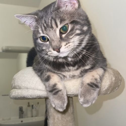 Chat tigré gris et blanc très gentil