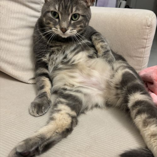 Chat tigré gris et blanc très gentil #2