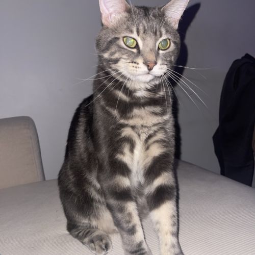 Chat tigré gris et blanc très gentil #3