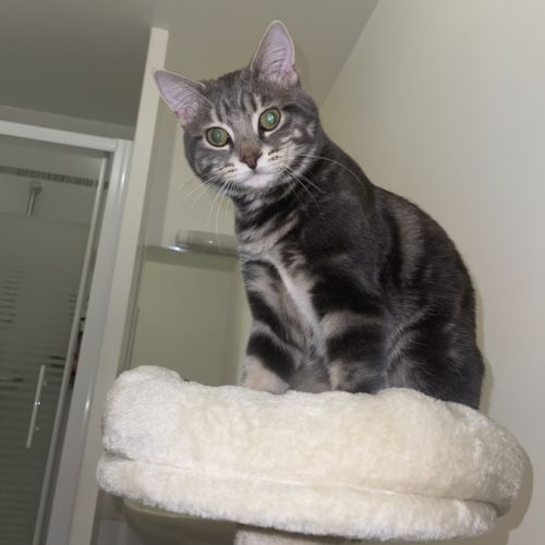 Chat tigré gris et blanc très gentil #5