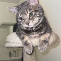 Chat tigré gris et blanc très gentil #0