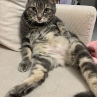 Chat tigré gris et blanc très gentil #2