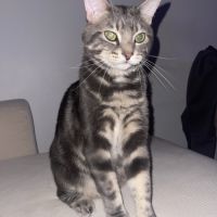 Chat tigré gris et blanc très gentil #3