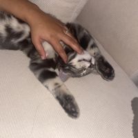 Chat tigré gris et blanc très gentil #4