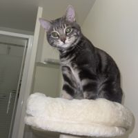 Chat tigré gris et blanc très gentil #5