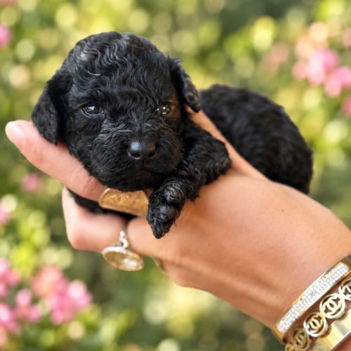 Caniche toy mâle