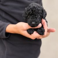Caniche toy mâle