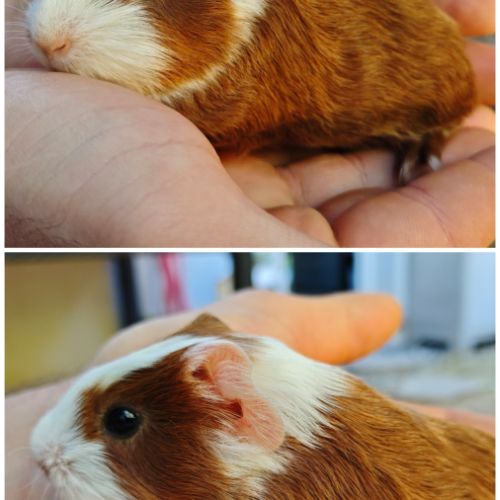 Bébé cochon d'inde mâle poil lisse