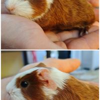 Bébé cochon d'inde mâle poil lisse
