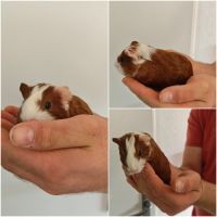 Bébé cochon d'inde mâle poil lisse #2
