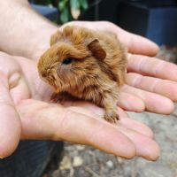 Bébé cochon d'inde mâle rosette