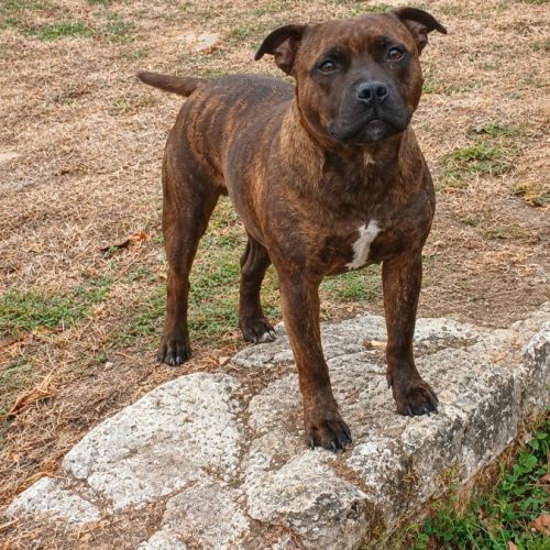 Staffie femelle jeune retraité 2 ans a donner